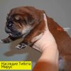 Щенки от пары Ерик х Конфета